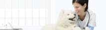 Best Veterinary Schools in the World. University Rankings 2020