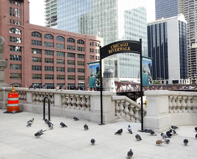 What to do in Chicago as a university student?