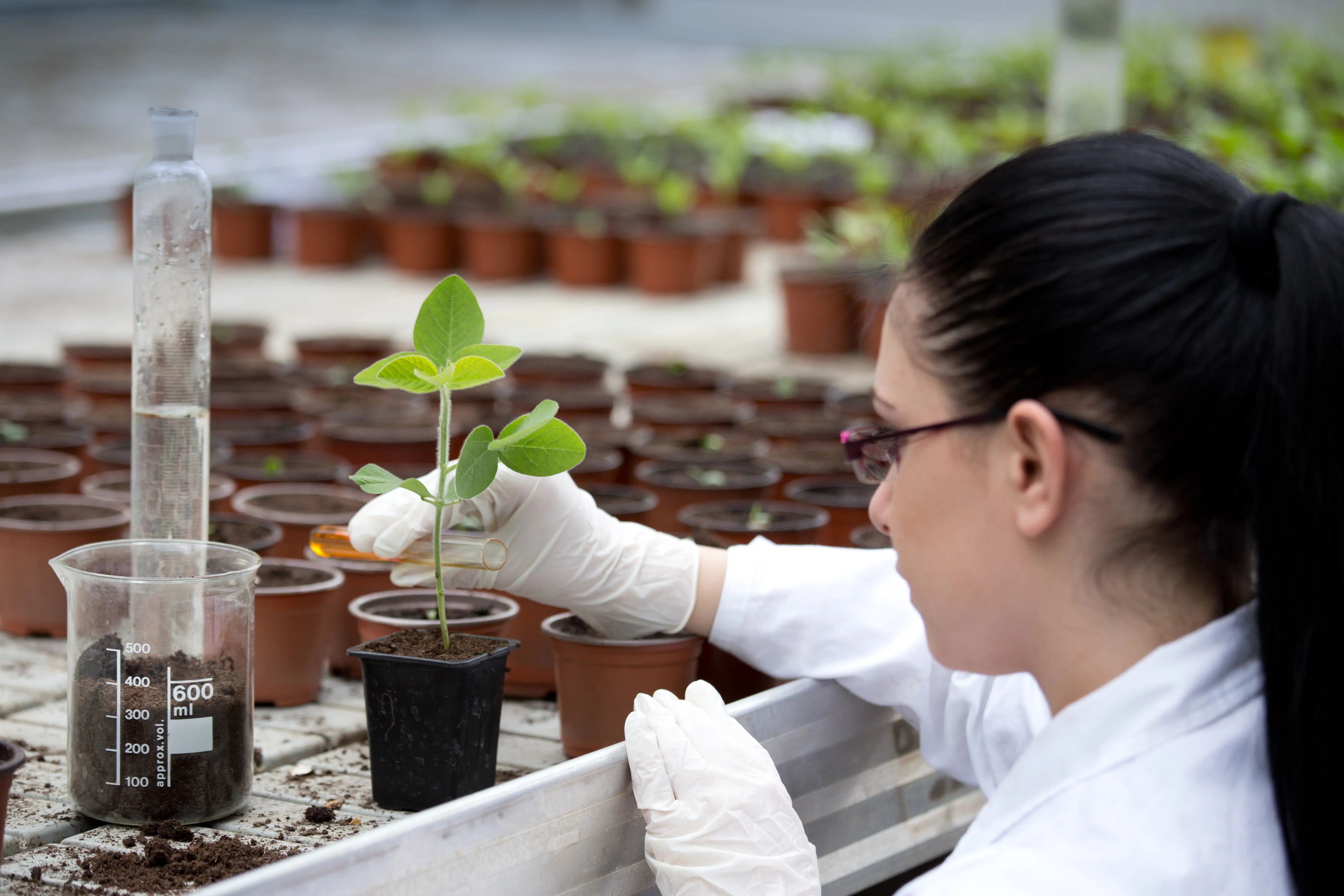 Female biologist doing research on plants