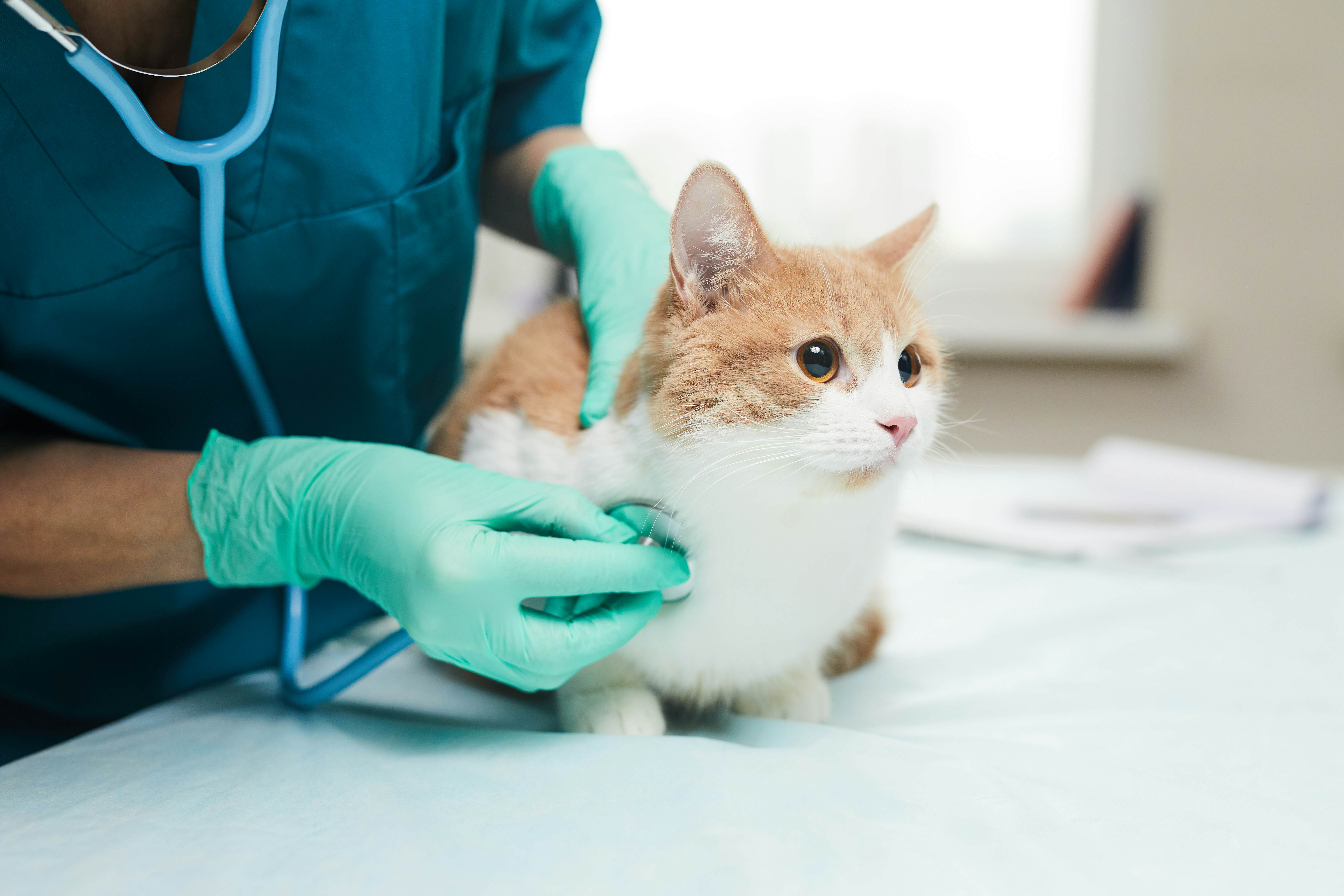 Vet takes care of small kitten