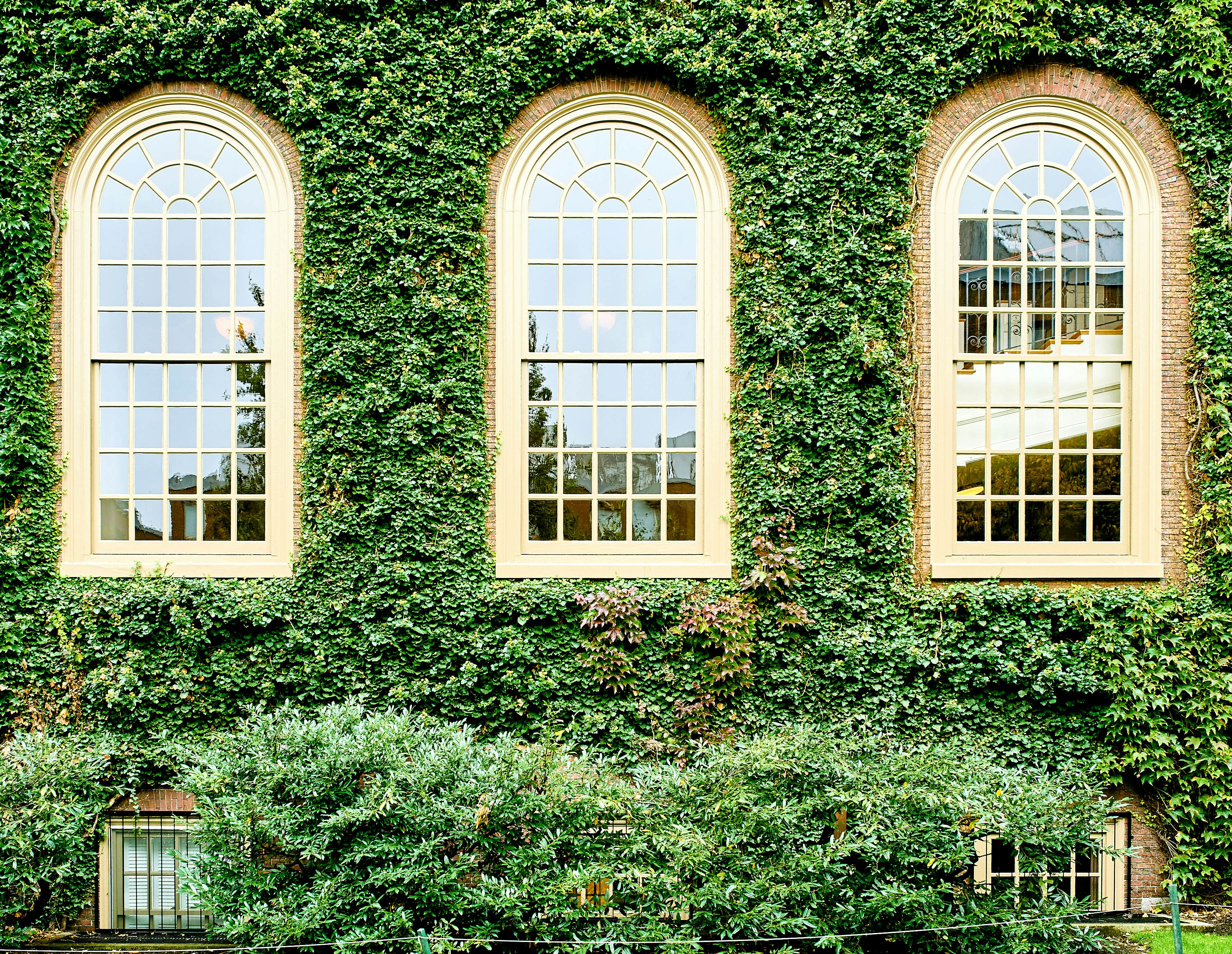 how Ivy colleges got their name