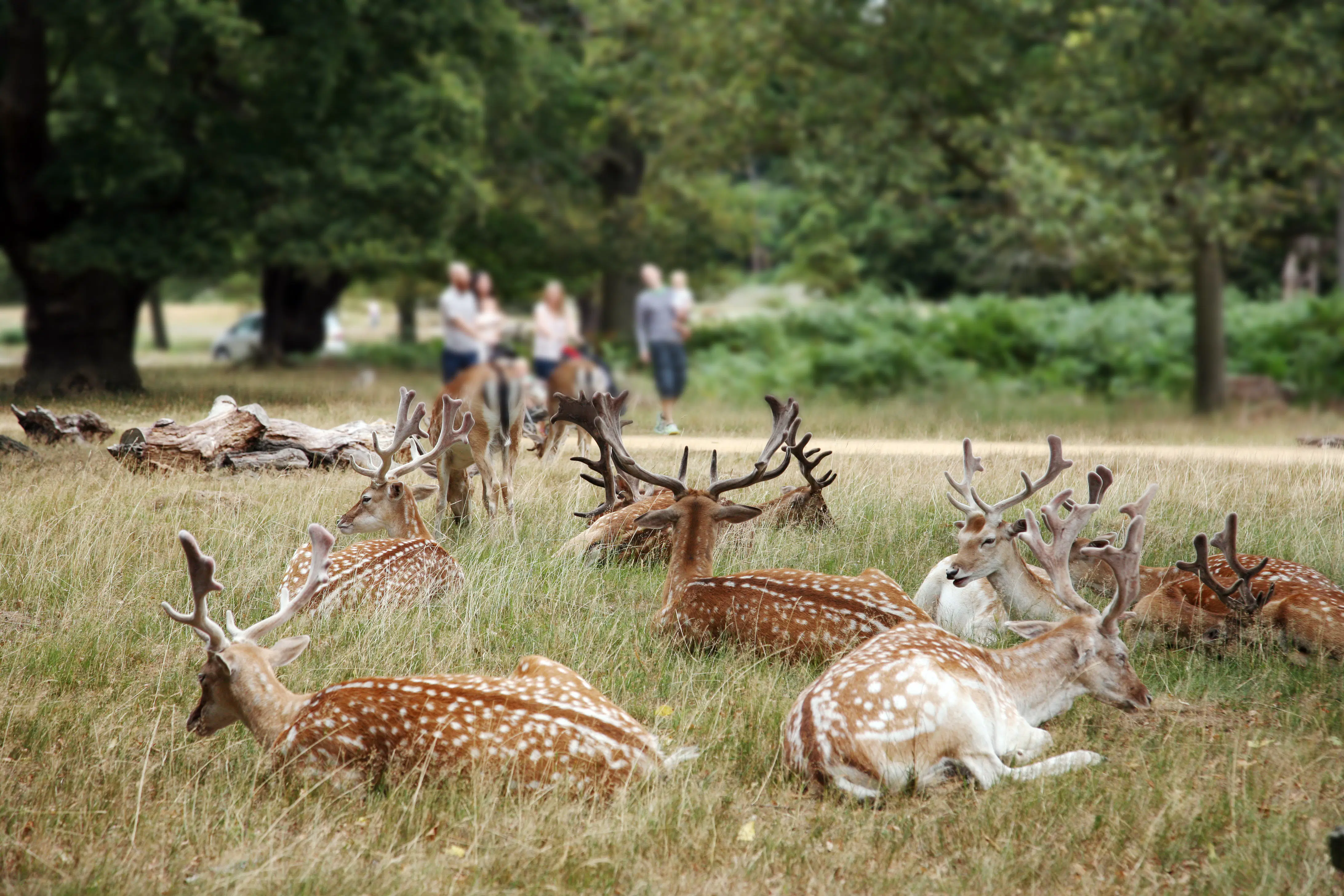 Richmond Park London