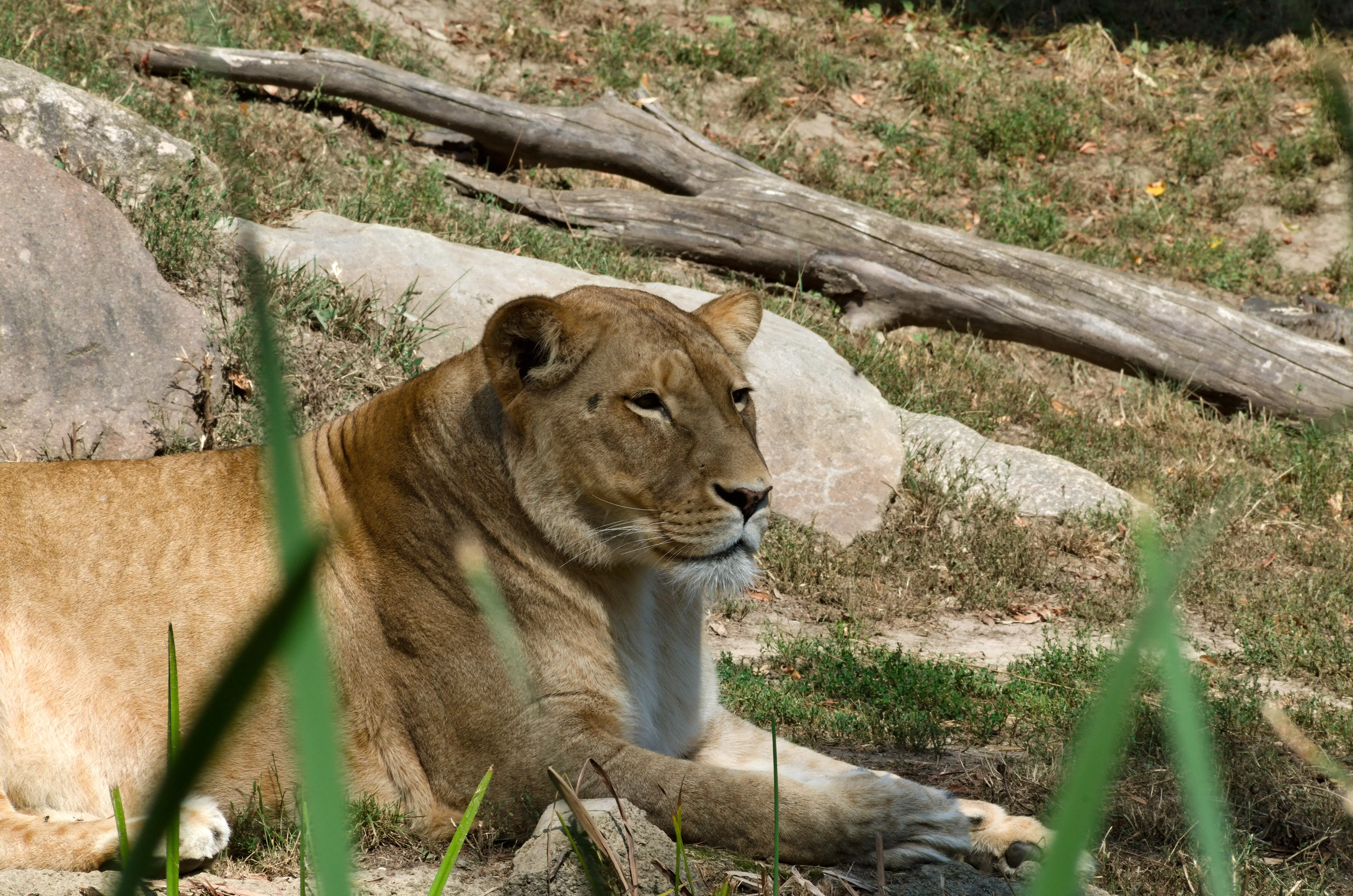 lioness