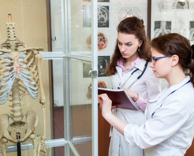 Студенты-медики осматривают человеческий скелет