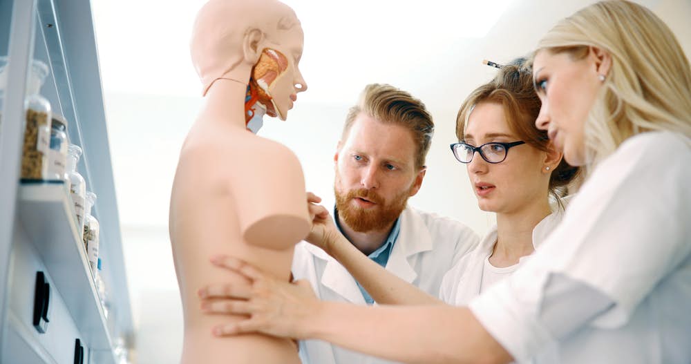 Medicine students examine a human mannequin
