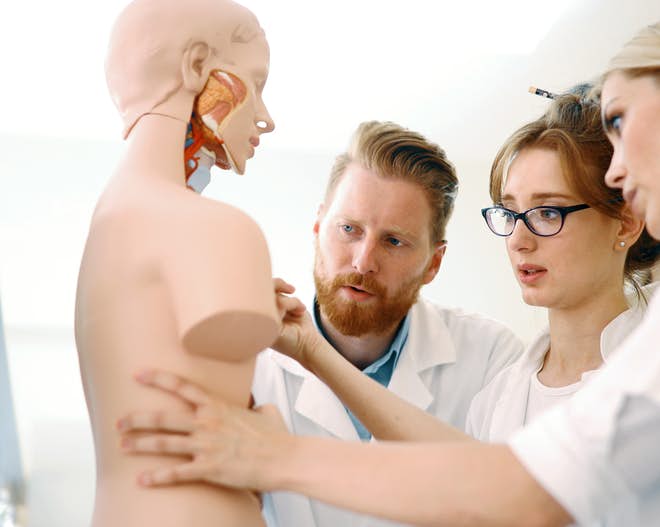 Medicine students examine a human mannequin
