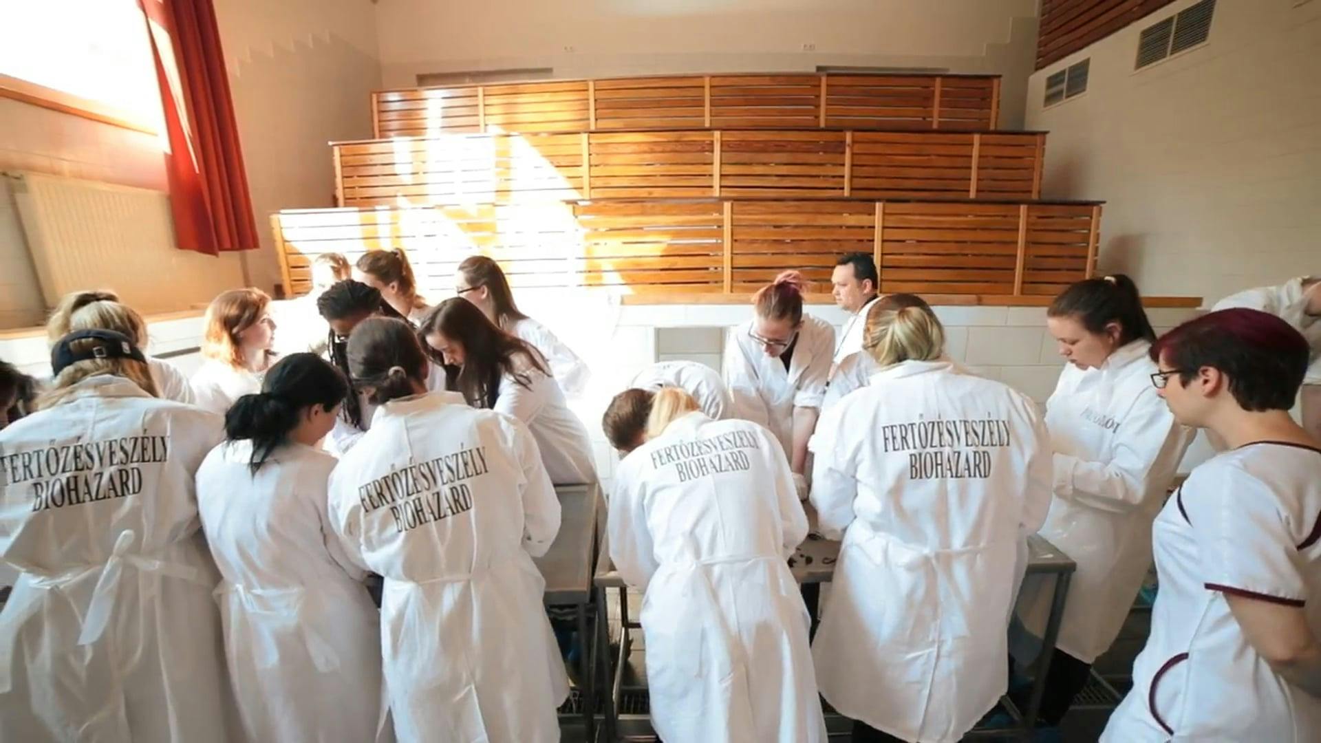 University of Veterinary Medicine Budapest Budapest VII. kerület