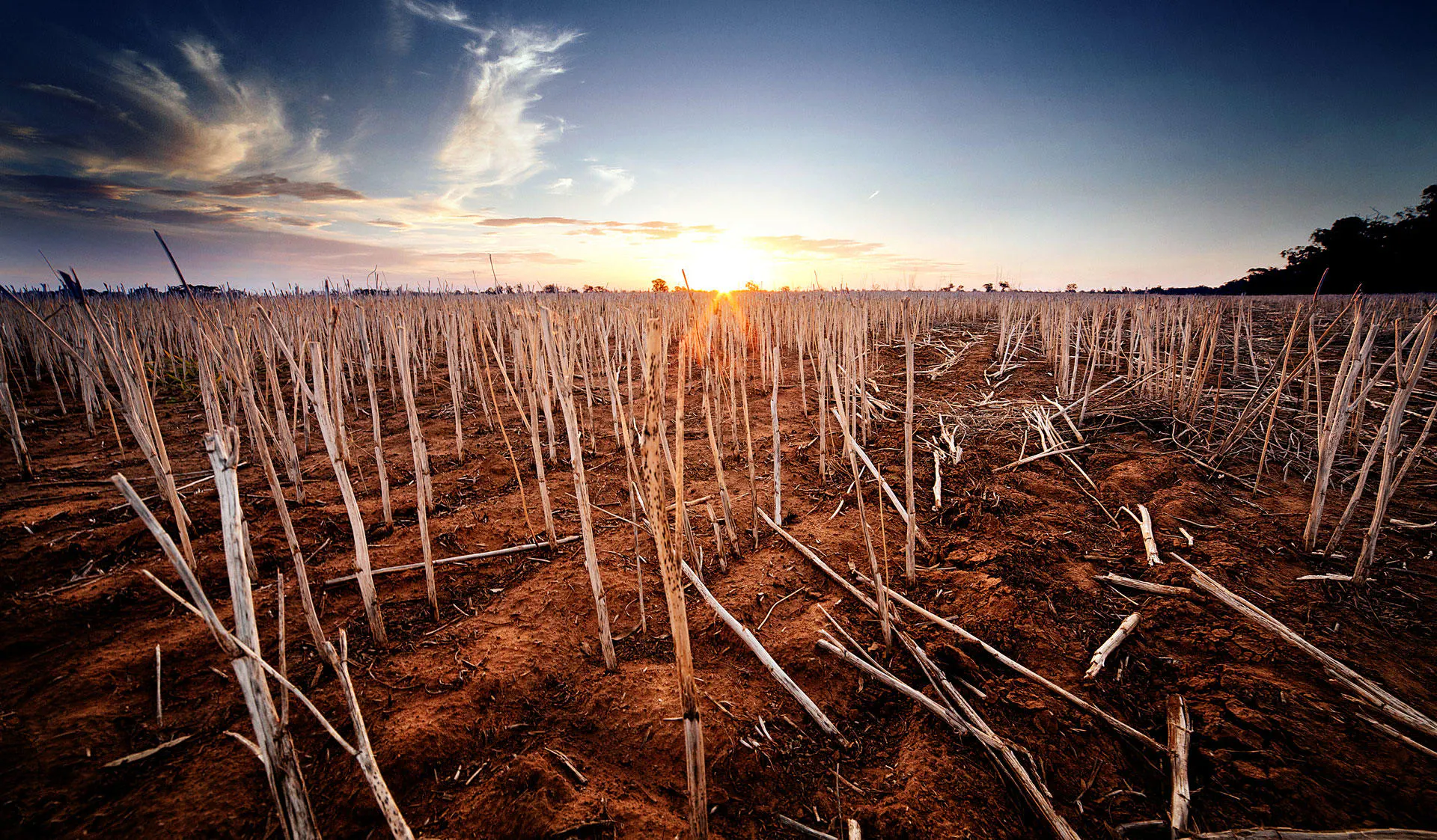 Study cover for Agricultural Sciences