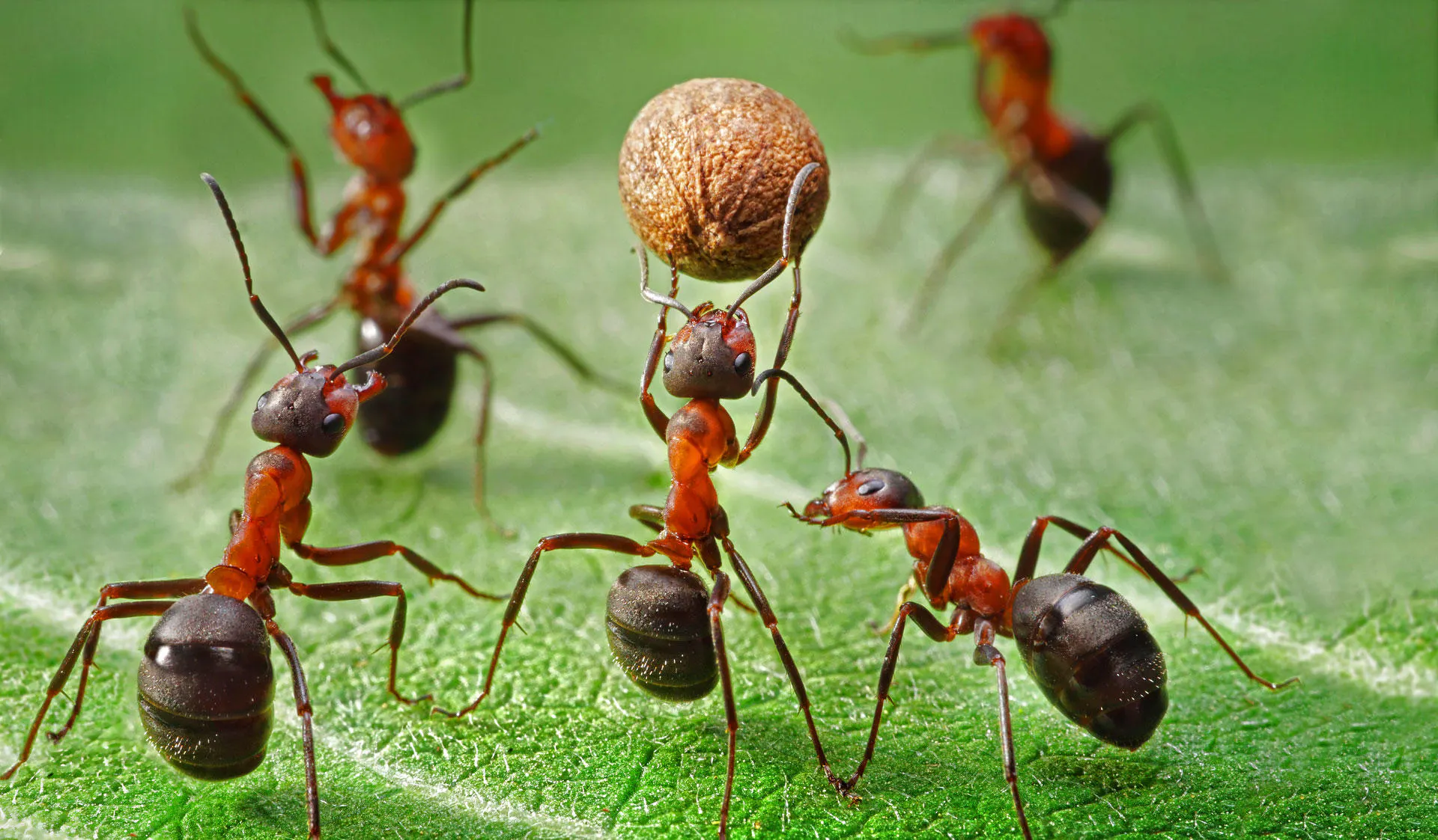 Study cover for Ecology, Evolution and Biodiversity Conservation