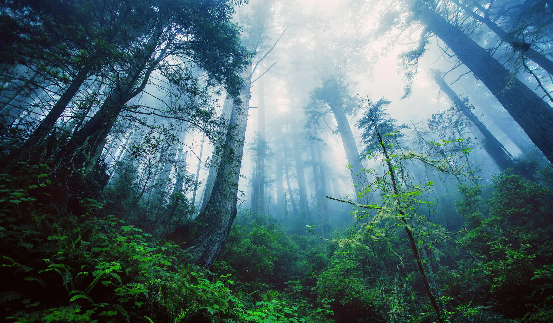 Study cover for Forest Sciences