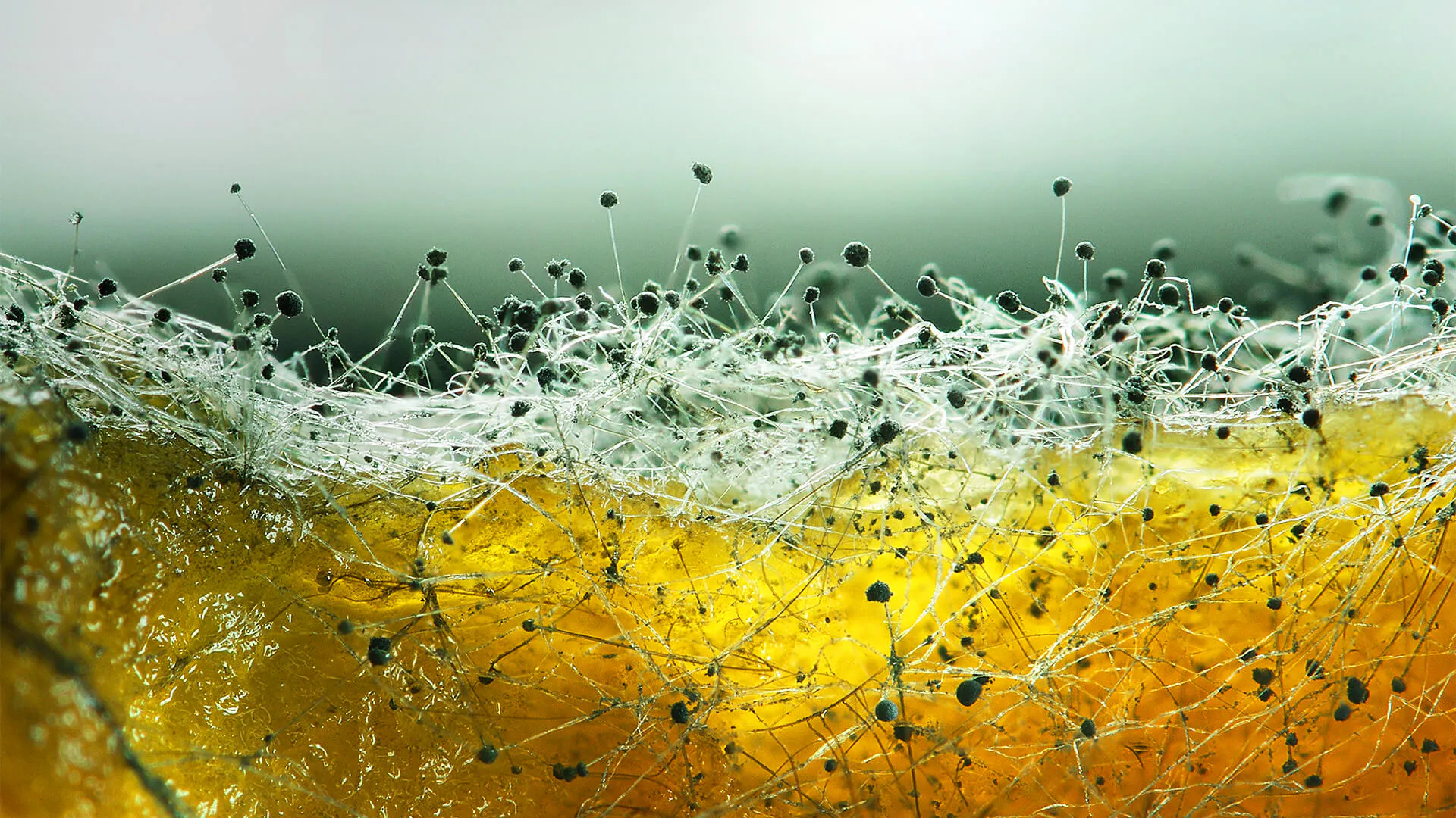 Study cover for Microbiology and Microbial Biotechnology