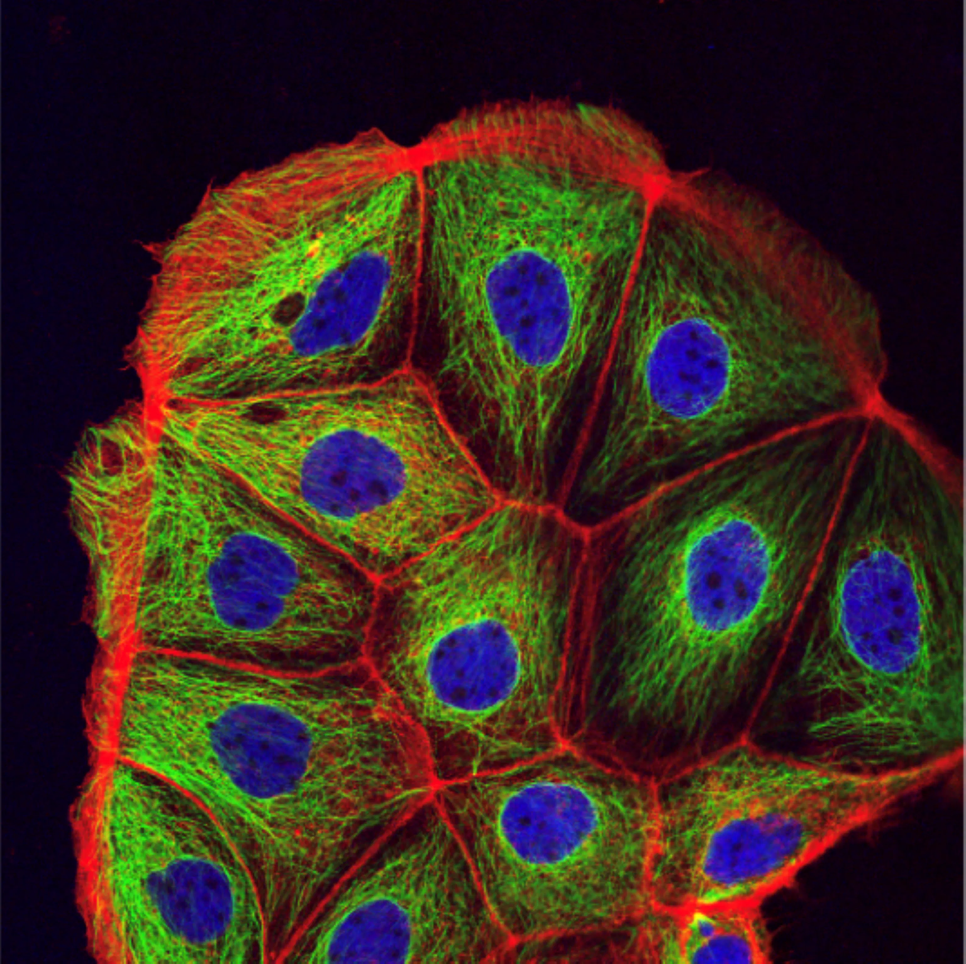 Study cover for Cancer Biology