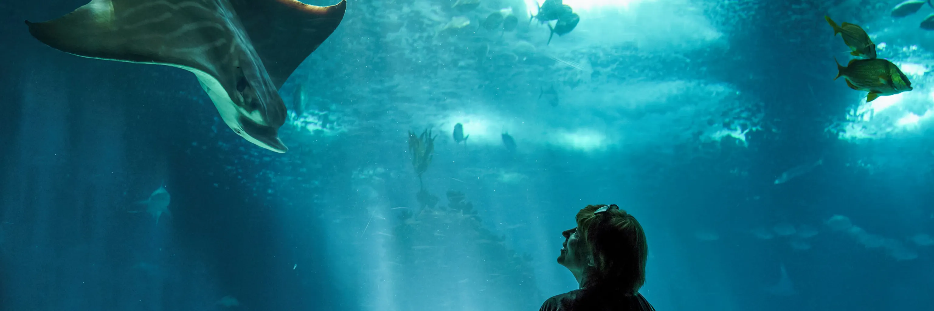 Study cover for Law and Economics of the Sea – Ocean Governance